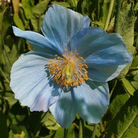 Meconopsis  'Mildred'